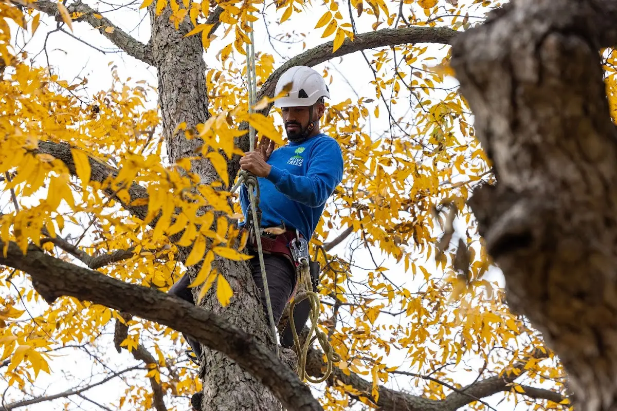 Skilled Tree Trimming crew working in Crossville